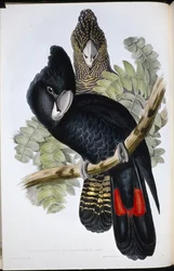 Grootbekzwarte kaketoe (Calyptorhynchus macrorhynchus)