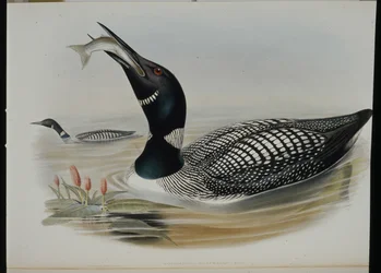 Grote noordse duiker (Colymbus Glacialis)