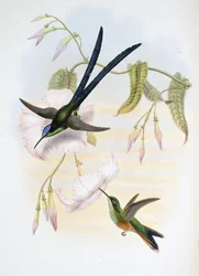 Grote vorkstaartkolibrie (Hylonymphia Macrocerca)