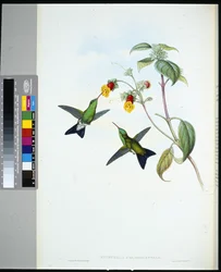 Groenkop Saffier (eucephala chlorocephela)