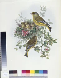 Groenling (Ligurinus chloris)