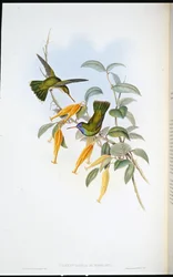 Humboldts kolibrie (Chrysuronia Humboldti)
