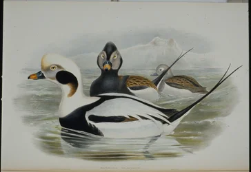 IJseend (Harelda glacialis)