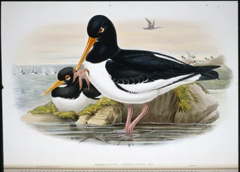 Scholekster (Heamatopus Ostralegus)