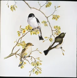 Bonte vliegenvanger (Muscicapa Atricapilla)