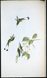 Roodgelaarsde racketstaart (Spathura Rufocaligata)
