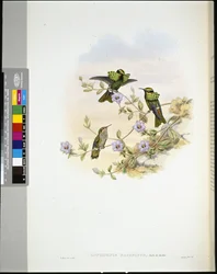 Roraima Coquette