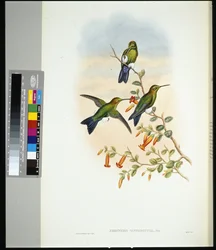 Saffier-vented Puff-leg (eriocnemis sapphiropygia)