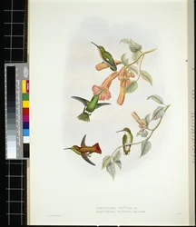 Schitterende Zonnestraal (aglaeactis cupreipennis)