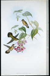 Gevlekte Adelomyia (Adelomyia Maculata)