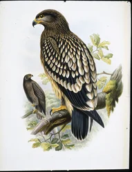 Schreeuwarend (Aquila Naevia)