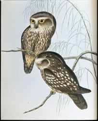 Gevlekte uil (Athene Maculata)