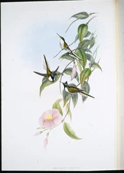 Zonjuweel (Heliactin Cornuta)