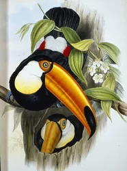 Toco toekan (Ramphastos Toco)