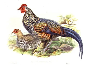 Twee Aziatische Fazanten (Gallus Sonneratii) gegraveerd door de kunstenaar en William Hart (litho)