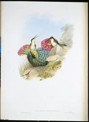 Witborstleucippus