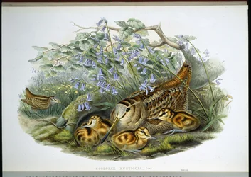 Houtsnip (Scolopax rusticola) (handgekleurde lithografie)