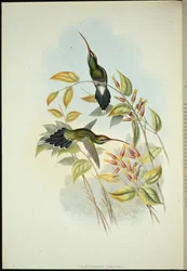 Yarquian Heremiet (Phaerthornis Yarugui)