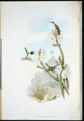 Yarrells racketstaartkolibrie (Calothorax yarrellii)