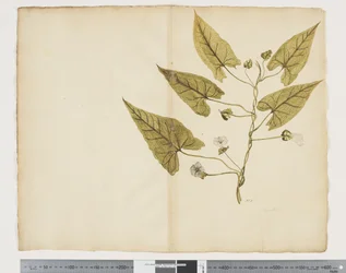 F.7 Calystegia affinis, c.1790-95