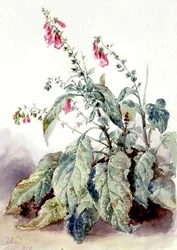 Vingerhoedskruid