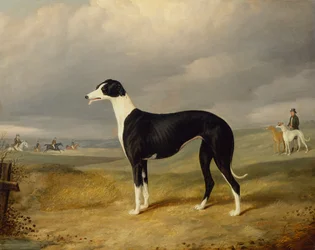 Een zwart-witte windhond in een open landschap