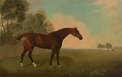 Een Bruin Paard in een Veld