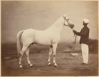 Het paard van luitenant-generaal Sir Frederick Sleigh Roberts, «Vonolel», circa 1885