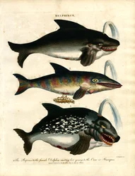Dolfijnen (Delphinus)