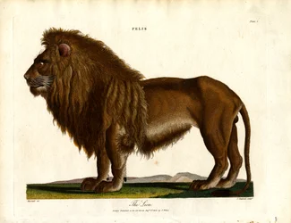 De leeuw (Felis; plaat I)