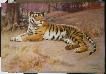 De Tijger