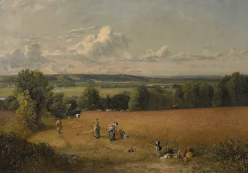 Het Korenveld