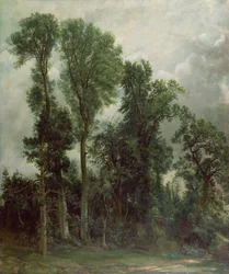 Bomen in Hampstead