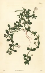 Brahmi of waterhyssop, Bacopa monnieri