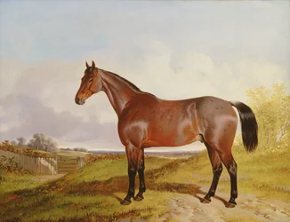 Studie van een Bay Hunter in een landschap, 1854