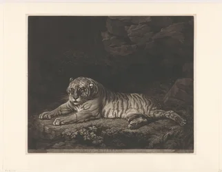 Tijgerin