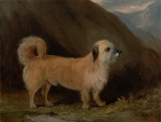 Een Dandie Dinmont Terrier