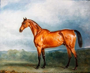 Brin-y-a-Pin in een paddock
