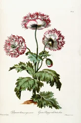 Tuinpapaver met Zwarte Zaden, 1769
