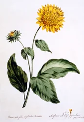 Zonnebloem met grote gekartelde bladeren, illustratie uit 
