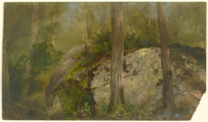 Boslandschap