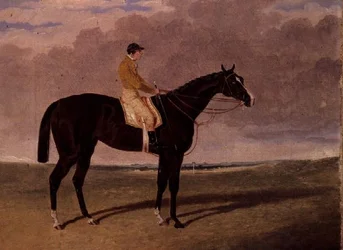 Queen of Trumps, een bruine renpaard met jockey