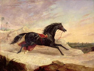 Arabieren achtervolgen een los Arabisch paard in een oosters landschap