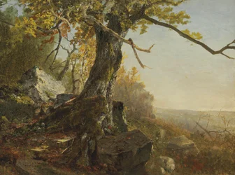 Boom in een landschap