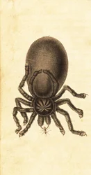 Roze teen vogelspin, Avicularia avicularia