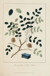 Takje van de Indigo Plant