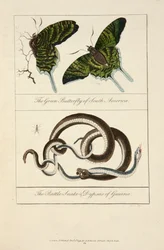 De groene vlinder van Zuid-Amerika & de ratelslang & dypsas van Guyana