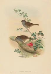 Accentor modularis Heggenmus