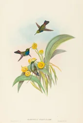 Damophila amabilis Blauwe-borstkolibrie. Makers: John Gould, Henry Constantine Richter