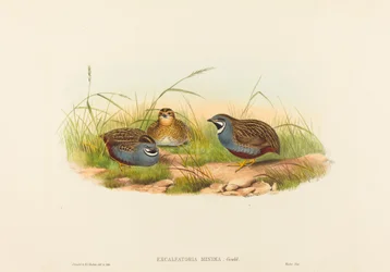 Excalftoria minima Blauwe-borstkwartel